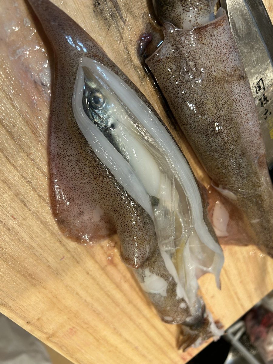 turizukiyuki's tweet photo. まるまる飲み込んでる！！

初めてみた🦑✨ https://t.co/4rD9leaCRc