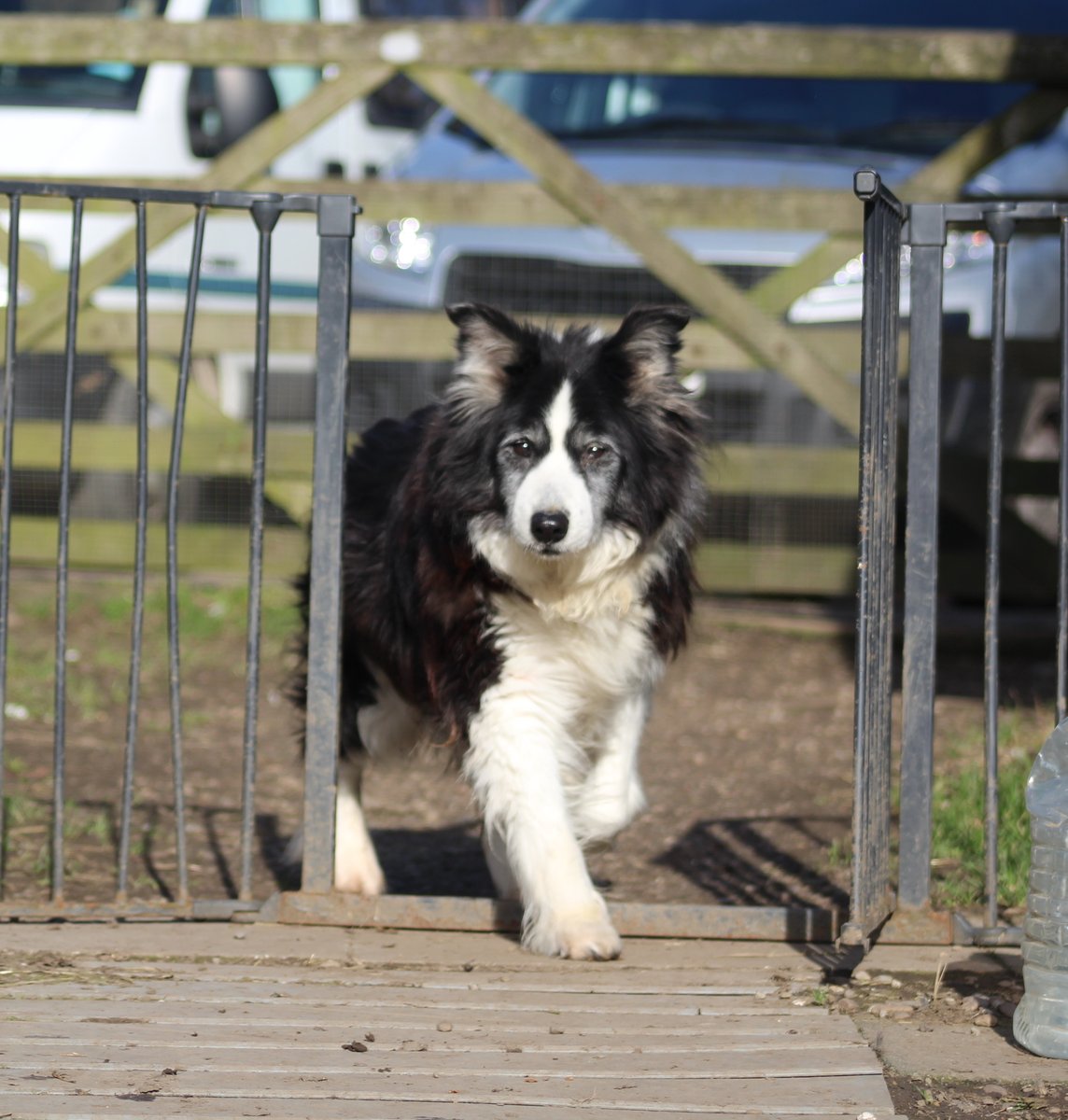 Domino stepping out at 13yrs old on a mission to get to the paddock.
#goldenoldies #rescuedogs #bordercollies