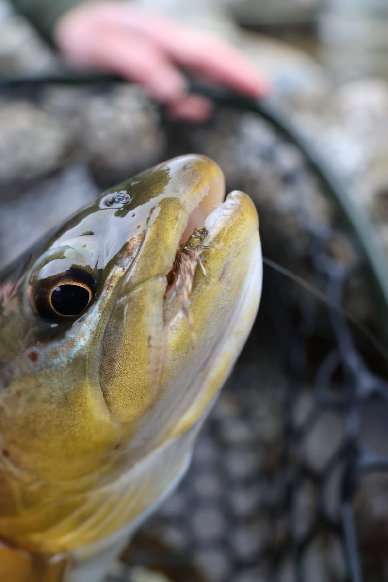 Beautiful wild brown trout took one of @nigel_nunn ‘s handtied emergers on the Sarca River in the #Dolomites. A fantastic fish preservation project is happening here thanks to local fly fishing experts.