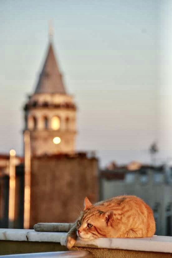 Image credit Istanbul 10