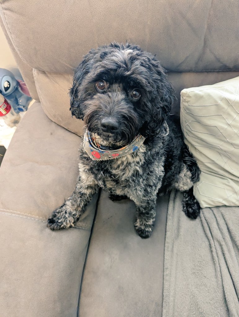 Ashl3ighDevine's tweet photo. Mr handsome 😊🐶 https://t.co/1JICeaEwGb