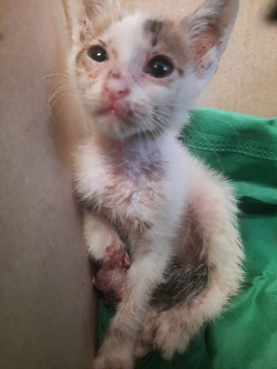 maelooov's tweet photo. ✨ TWITTER PLEASE DO YOUR MAGIC ✨

Tiny little kitten need your help!

Jadi jam 5 lalu ada anak kecil 3 orang beli sosis ke warung rumah gw terus pas gw jalan liat ke depan anak-anak itu masih ngumpul di depan jalan. Setelah gw liat ke depan rumah gw denger ada suara anak kucing https://t.co/7GLw0d5Qvm