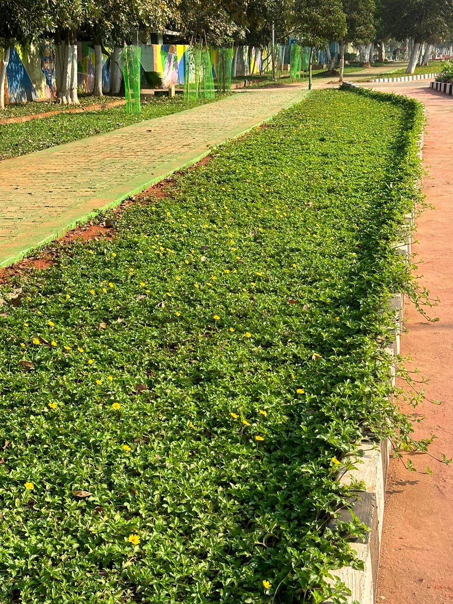 bmcbbsr's tweet image. The roadside landscaping taken up during the #HWC2023.  
Enhances the city&apos;s beauty even after a month with proper maintenance by Team Bhubaneswar.

#BhubaneswarFirst