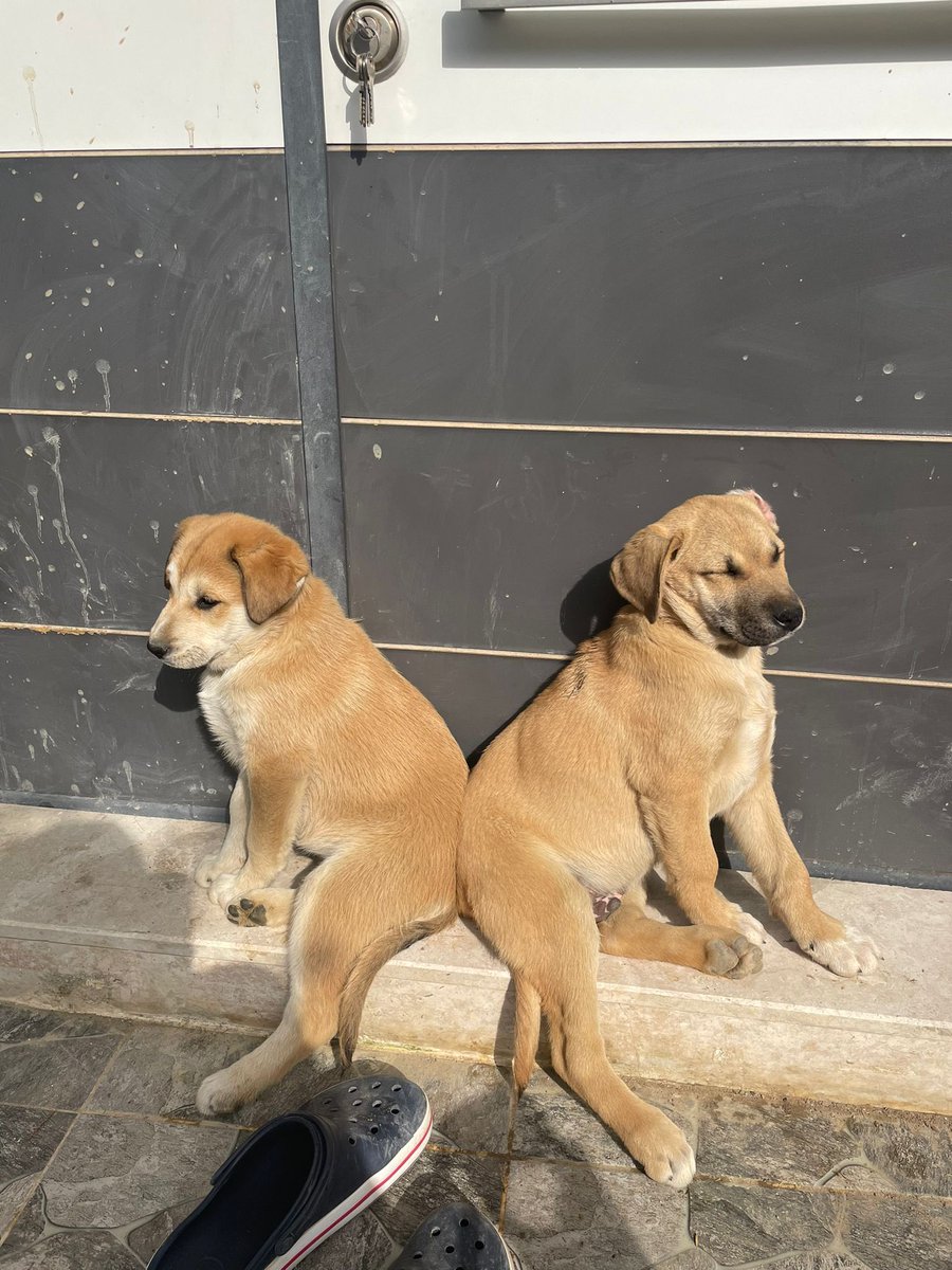 CemreSkl1's tweet photo. İzmirin Balçova ilçesinde dün akşam sokakta beslediğimiz 4 sokak köpeğimiz zehirlendi 3 ü öldü 1 i  hayat mücadelesi veriyor. İzmirin Balçova ilçesinde inanılmaz derecede kedi ve köpek katliamı var ne polis ne de belediye sorumluları bulamıyor #balçovadakatliamvar @PawGuardsTr https://t.co/1gdiLBWCaC