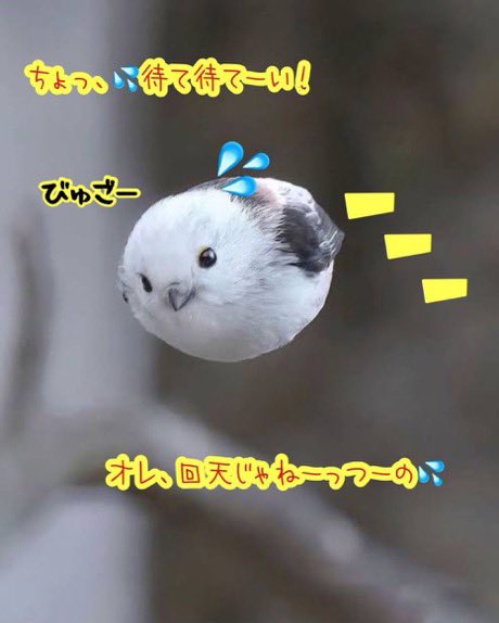 mojitteenaga's tweet photo. #小鳥
#文字コラ
#えなが https://t.co/HgQfSHI0zT