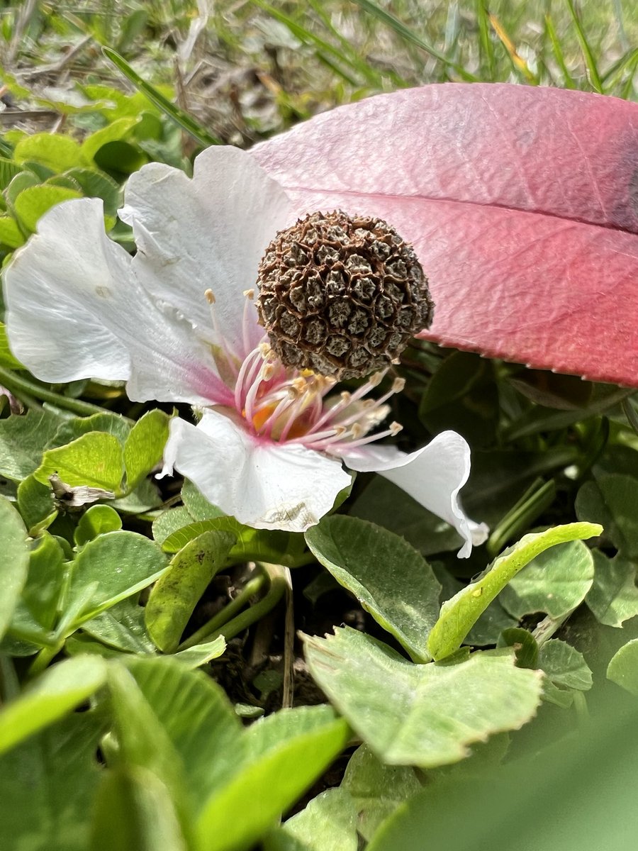 ozclkfatma1's tweet photo. #doğasananeanlatıyor #nature #March #spring #naturelovers #NaturePhotograhpy #Flowers #Leafs #art https://t.co/SqVQgdDzsf