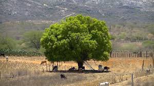 DeputadoBacelar's tweet image. #Natureza #Caatinga #Juazeiro