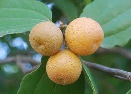 DeputadoBacelar's tweet image. #Natureza #Caatinga #Juazeiro