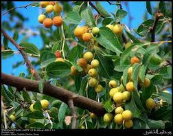 DeputadoBacelar's tweet image. #Natureza #Caatinga #Juazeiro