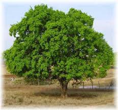 DeputadoBacelar's tweet image. #Natureza #Caatinga #Juazeiro