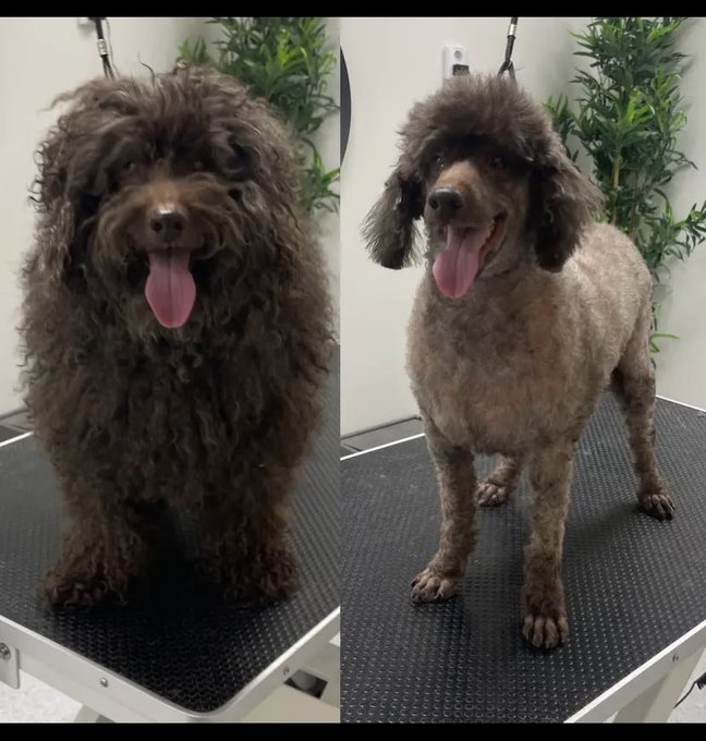 💖U just need to pay dogman(pet store) 70$ and ur dog can also look like this💖#dog #haircut #doghair #cutedog<a href="/tag/dog"class="tags"><span>#dog</span></a><a href="/tag/anime"class="tags"><span>#anime</span></a><a href="/tag/haircut"class="tags"><span>#haircut</span></a><a href="/tag/store"class="tags"><span>#store</span></a><a href="/tag/cutedog"class="tags"><span>#cutedog</span></a><a href="/tag/pet"class="tags"><span>#pet</span></a><a href="/tag/dogtoys"class="tags"><span>#dogtoys</span></a>