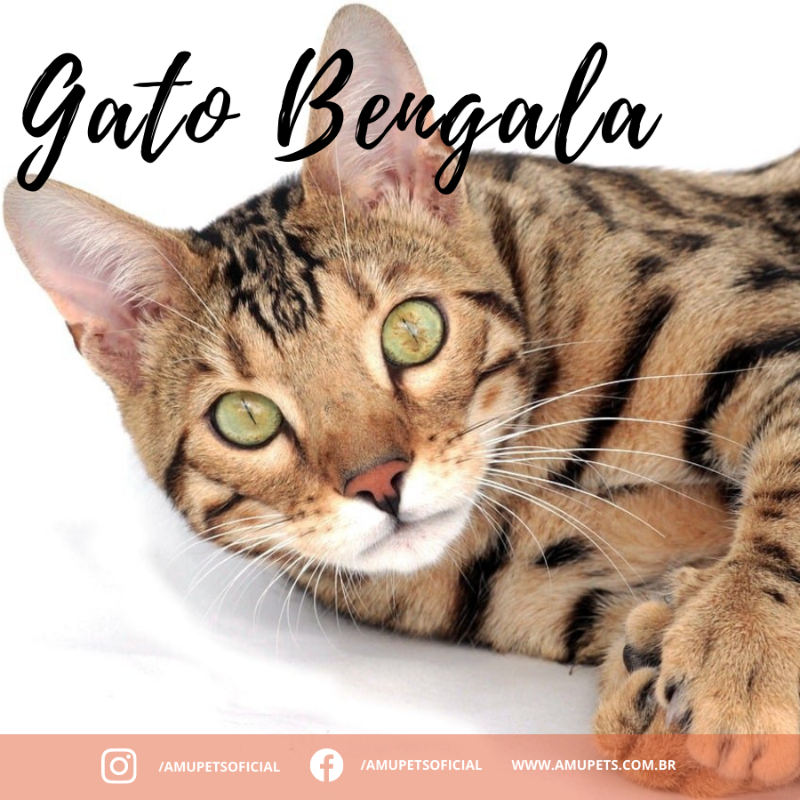 Cat Bengal

Visite Nosso Site na Bio e Desfrute de Todas as Dicas, Curiosidades e Informações do Mundo Pet! 🐶🐱🐰🐠🦔

#catsanddogs #catsofday #catskills #catsareawesome #catstagramcat #catslove #catsloversworld #catsworld #amupets