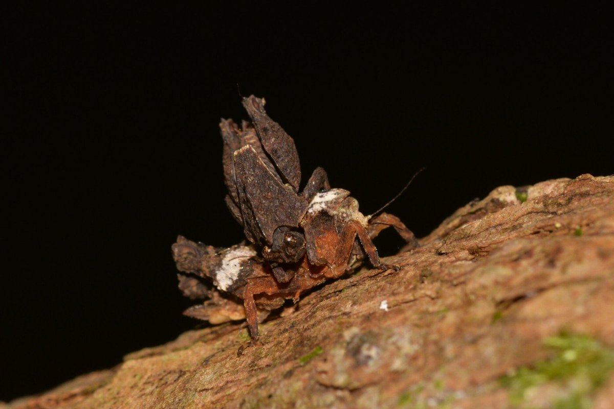 Josip Skejo tweet media