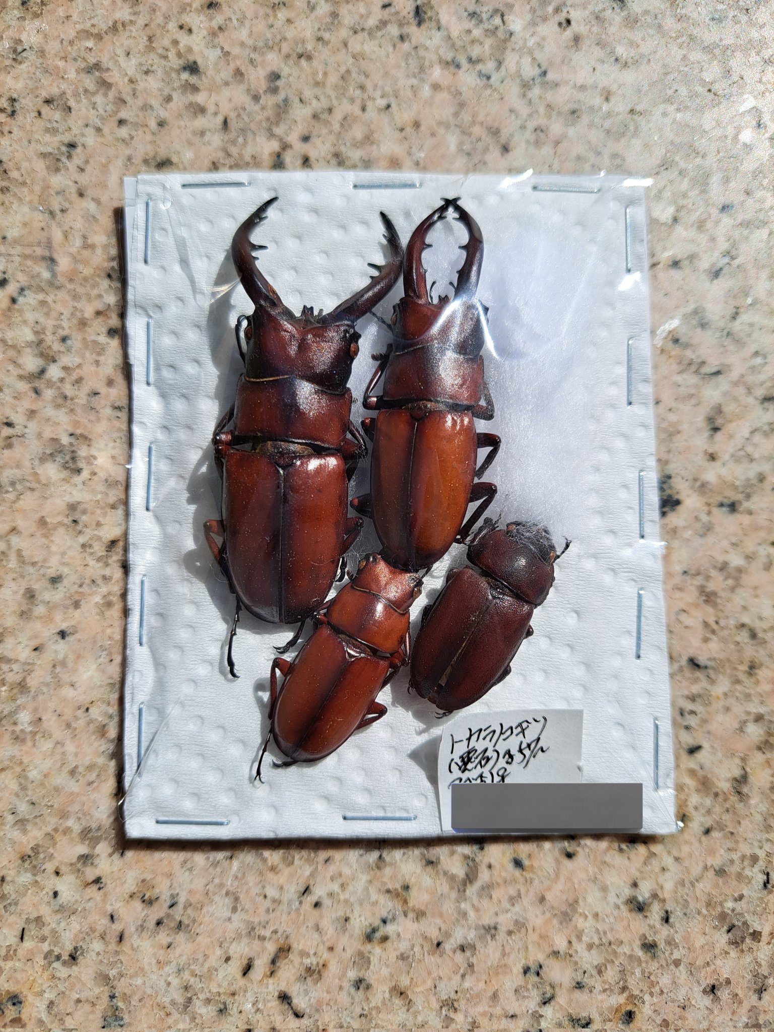 トカラノコギリクワガタ 規制前採集品 59ミリ online shop www
