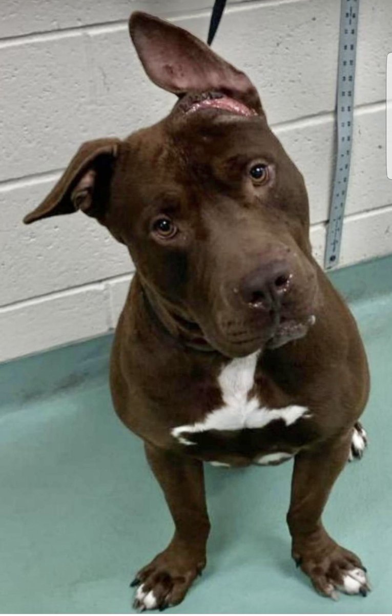 reddogsusie's tweet photo. #TN #MEMPHIS
🆘FINAL PLEA🆘Kong 2yo boy found stray with LARGE WOUND to head at base of ear. Did some1 try & cut his magnificent ears off? Friendly to ppl-not so keen on🐕🦺With zero help-pls 🔹Adopt🔹Foster🔹Pledge #MASA21287 🆘MUST EXIT 3/6 2AVOID EUTH 3/7
https://t.co/eQ26yN47LY https://t.co/adhcqaG055