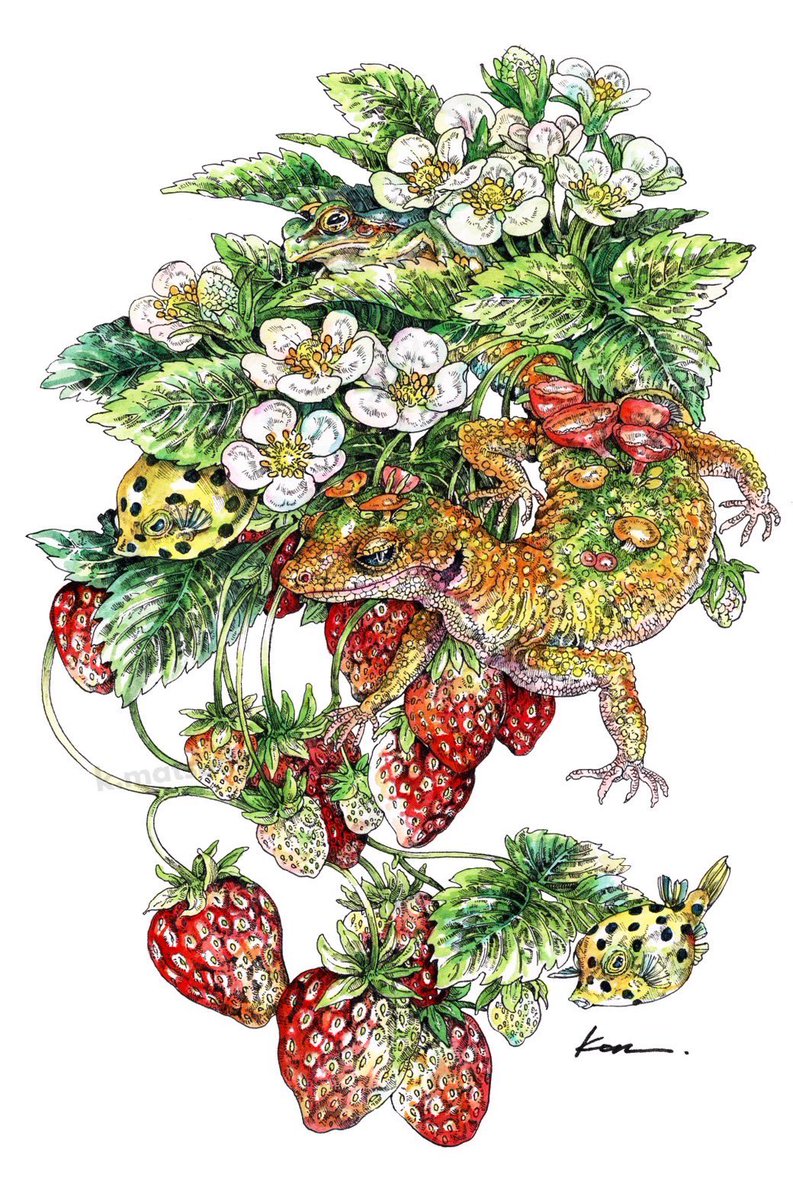 苺香』 P4 H333×W220mm 水彩紙、水彩、ペン #マツダケン #kenmatsuda