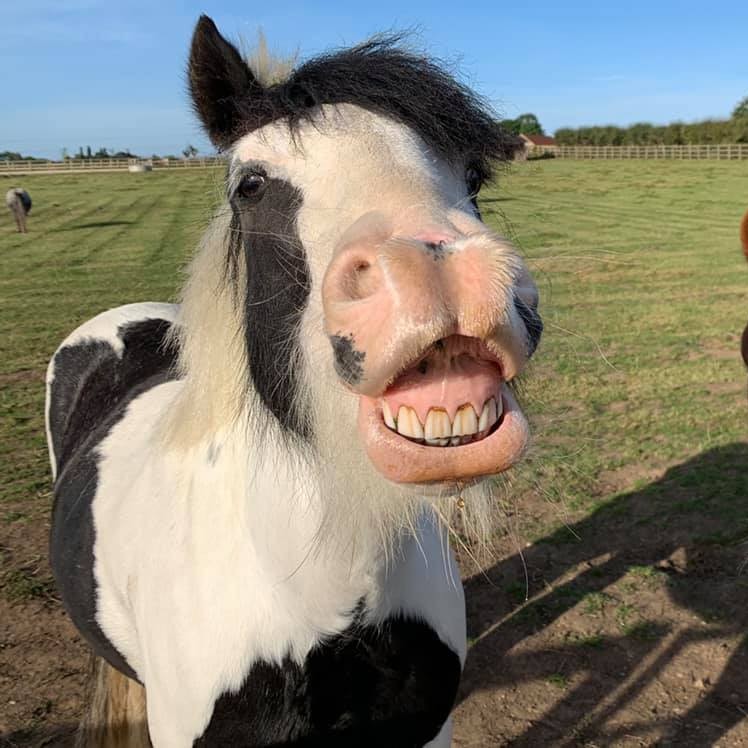 It's the weekend! 🤩

What are your plans? If you are struggling for ideas, why not come and meet our rescued horses, ponies, donkeys and mules? 🐴

We're open from 10am-4pm 😊

Come and visit us at LN1 2PH. 
📸: Sid

#Lincolnshire #lovelincoln #animalrescue