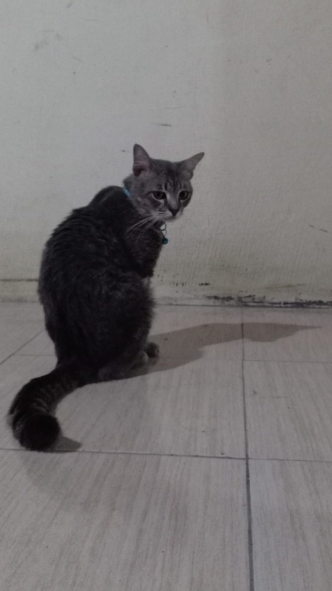 Butuh ayang males sendiri
#kucing #kucinglucu #cats