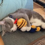 まるで人間の子ども!ぬいぐるみを抱えて眠る猫が可愛すぎる。