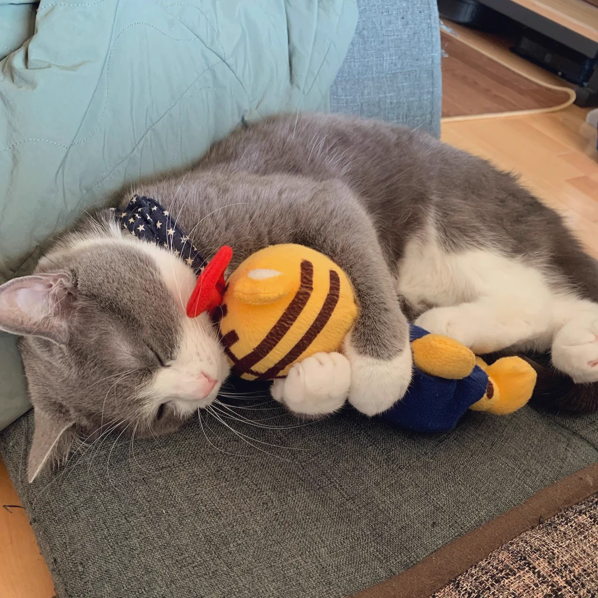 まるで人間の子ども！ぬいぐるみを抱えて眠る猫が可愛すぎる。