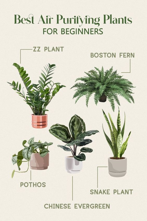 Best air purifying plants for indoor which can survive in indirect natural light. 👏 😍

#livingwithplants #indoorgarden #tropicalplants #greenthumb #plantsmakemehappy #house #instaplants #plantcollection