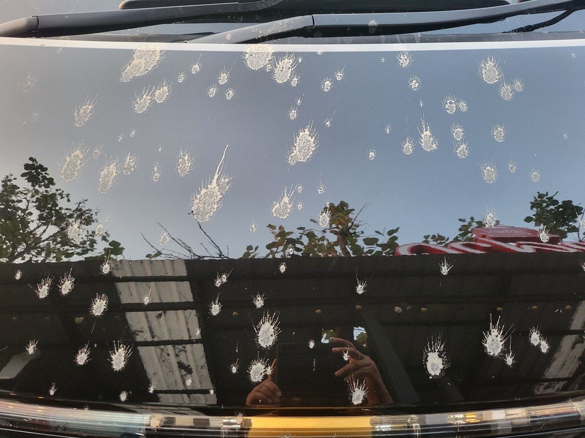 Surrendered_Bear tweet media