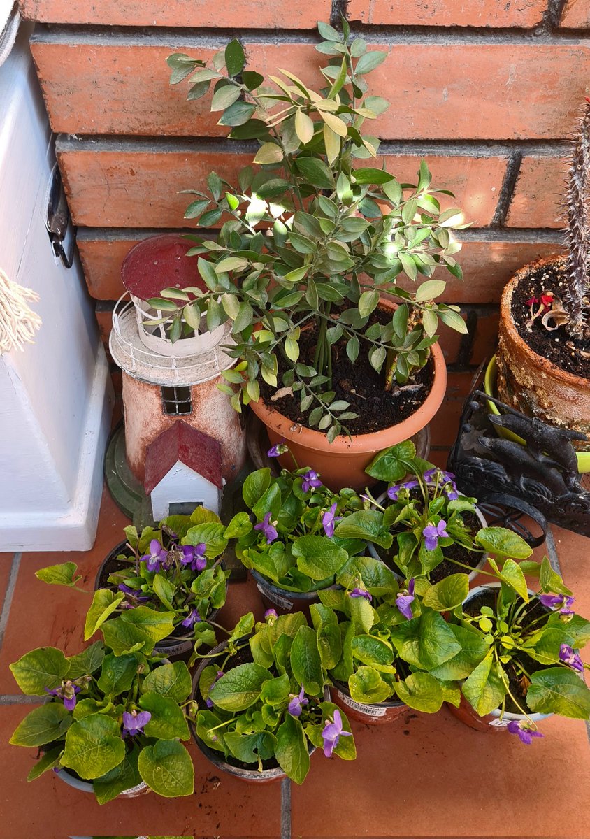 merjmat_'s tweet photo. Baixant de la muntanya hi ha un garden molt xulo i, ara les violetes esclaten de flor, quina olor, quin espectacle pels sentits, vull q em regalis un pomet de violetes 💜
N'he comprat set, tres pel meu balcó i quatre per les quatre germanes que vindran a berenar.
#Violetes💜💜💜 https://t.co/YfQeyFAULf