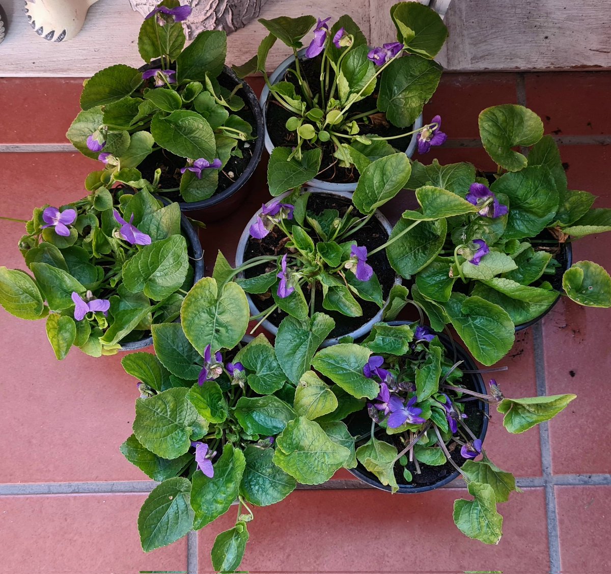 merjmat_'s tweet photo. Baixant de la muntanya hi ha un garden molt xulo i, ara les violetes esclaten de flor, quina olor, quin espectacle pels sentits, vull q em regalis un pomet de violetes 💜
N'he comprat set, tres pel meu balcó i quatre per les quatre germanes que vindran a berenar.
#Violetes💜💜💜 https://t.co/YfQeyFAULf