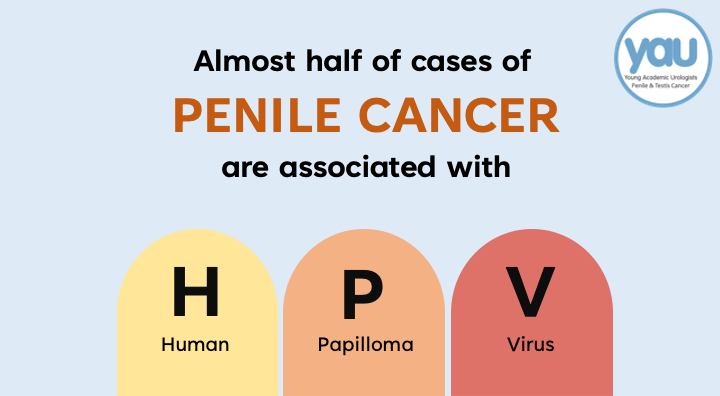 Today is International HPV Awareness Day — a day to emphasise the importance of screenings and vaccination agains HPV. 🧪💉

#penilecancer #hpv #urology