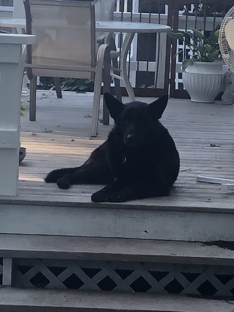 sir dakota tweet media