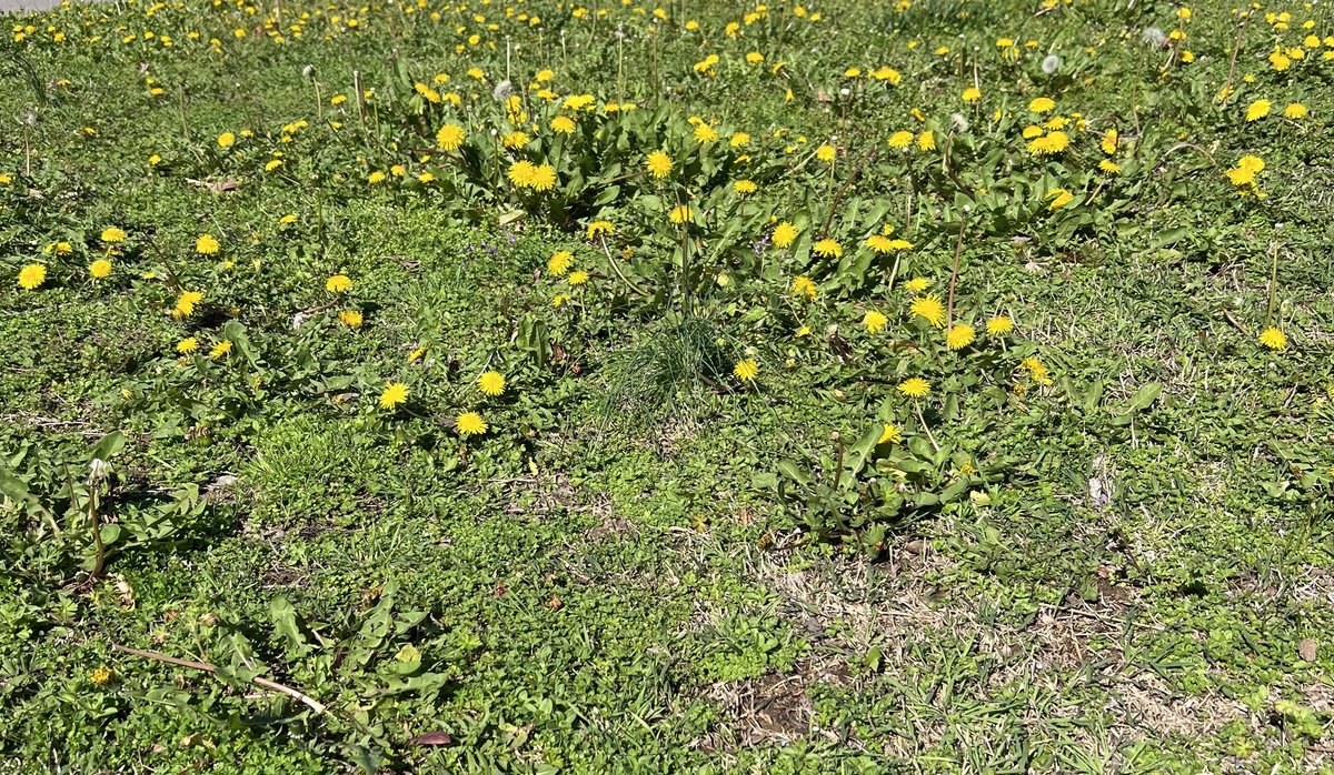 TNdigsgarden's tweet photo. #dandelions https://t.co/dZkIuuyUtT