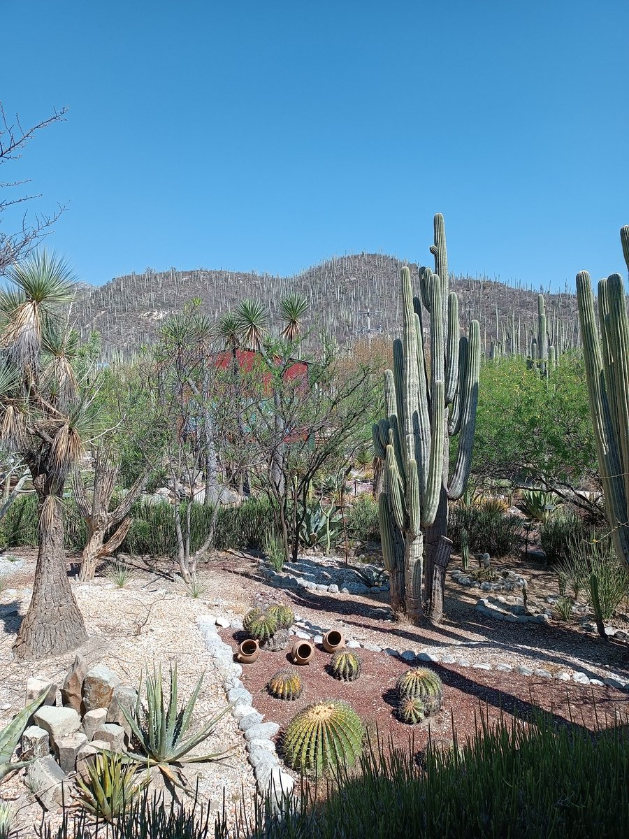 Lab Geoespacial IPN tweet media