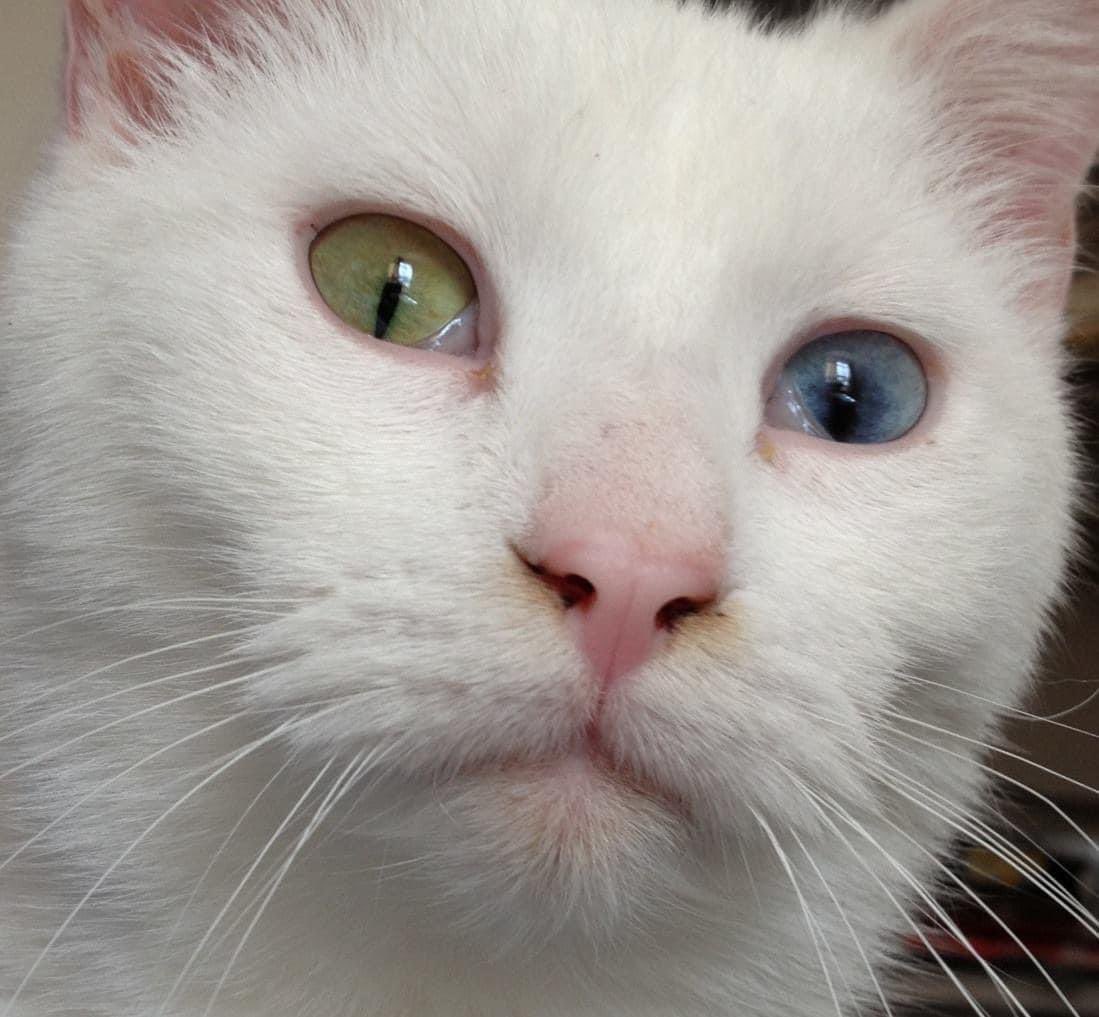 preciousways12's tweet photo. My Carrie Nicole is gone! She had a rough morning and so I brought her to the vet, The assistant to the vet we usually see. I made the ultimate decision to help her over the rainbow bridge! He said it was definitely carcinoma, skin cancer and she will definitely be missed!! 💔💔 https://t.co/zOQyMDIcYR