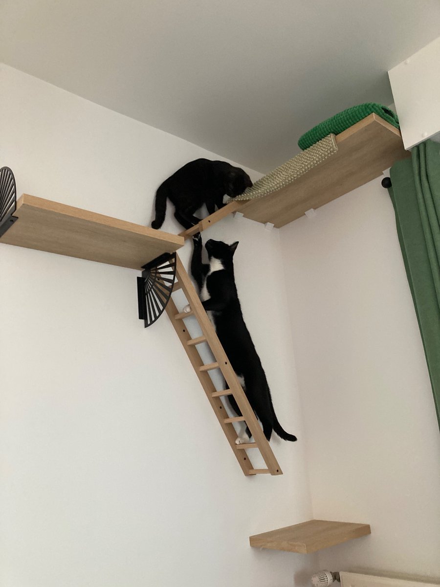 InCatWeTrust1's tweet photo. Checking the new cat tree! 😍

#CatsOfTwitter #CatsOnTwitter  #CatsLover #Caturday https://t.co/F9qhLJ9R3I