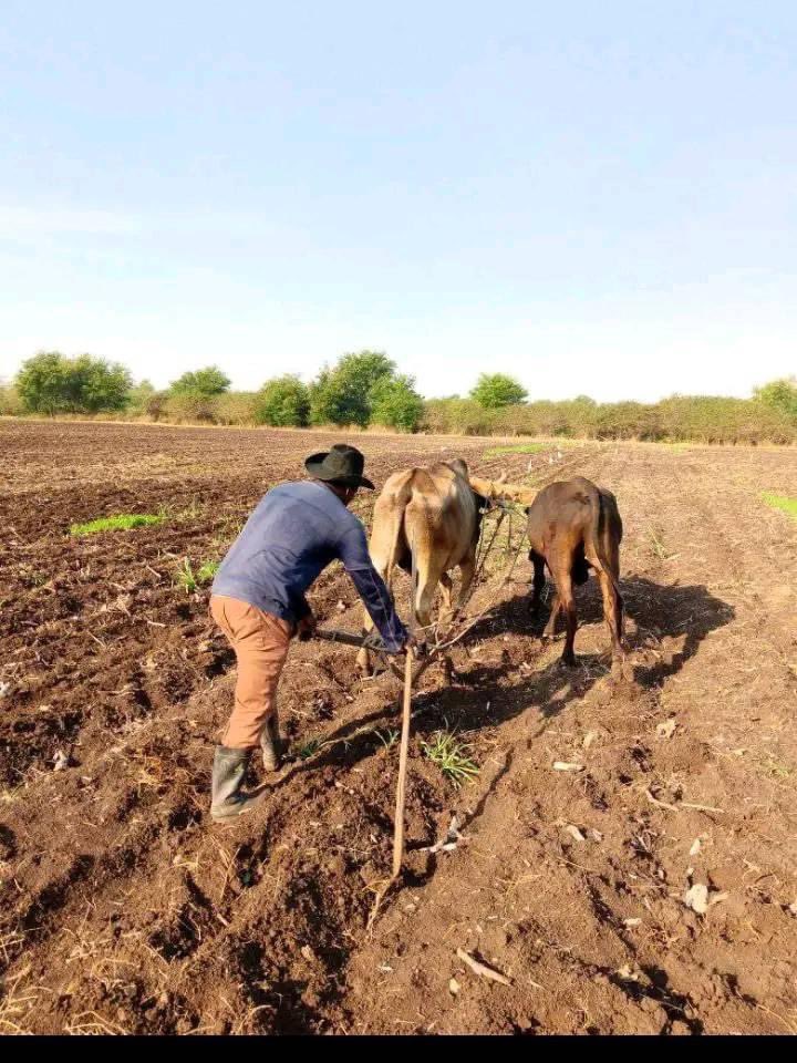 Desde el polo productivo Calera en #LasTunas. Si todos ponemos nuestro grano de arena en la producción de alimento saldremos adelante 
#ProduccionDeAlimentos