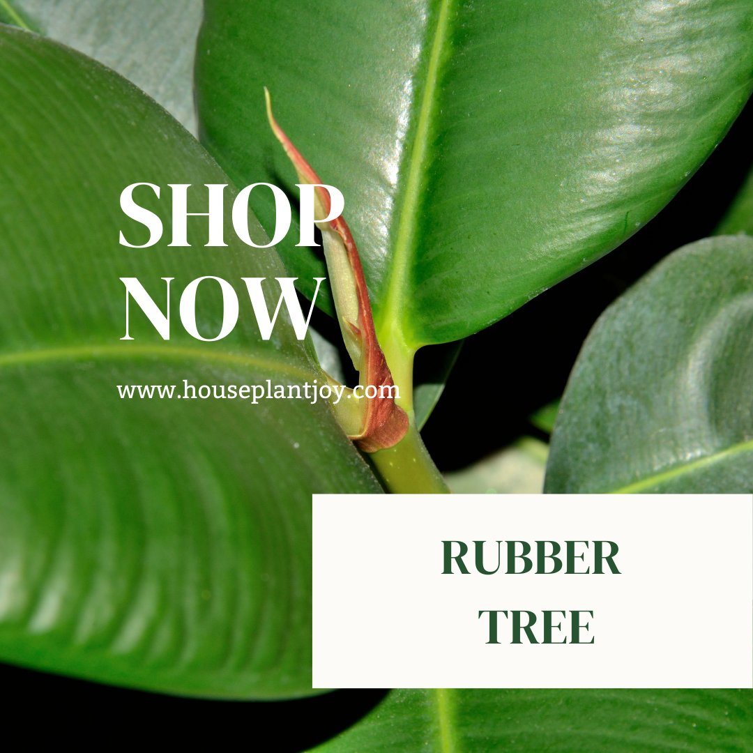 Level up every corner of your house with this lovely rubber tree. Its beautiful dark foliage makes it a perfect pick for green thumb enthusiasts.

Get yours here: joyfuleco.com/products/ficus… 
 #indoorplant #houseplant #homegarden #houseplantlove #plantcare  #rubbertree #plantforsale