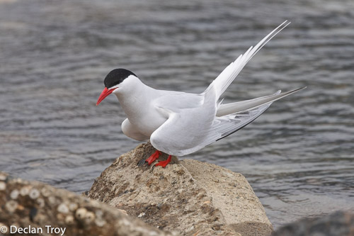 South American Tern, many seen during stops in Ushuaia before and after the cruise. #Argentina #SaturdayLaridae #seabirderSaturday