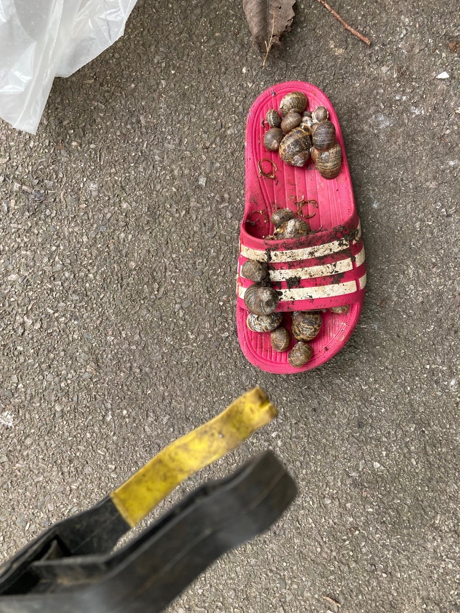 CavershamTidy's tweet image. On Amersham Rd &amp;amp; tributaries today, pleasantly surprised the haul was lower than previously. Nevertheless, hedges seem to be rubbish magnets, holding on to ancient rusted cans and even a snail colony housed in a crock! 
Thanks to @ParkersCaversh!
#keepcavershamtidy #RG4 #trashtag