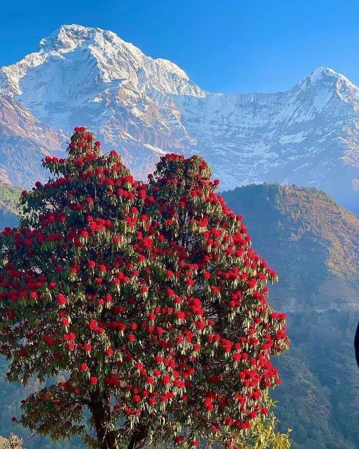 The Great Himalaya and rhododendron, locally known as Buransh Flower.