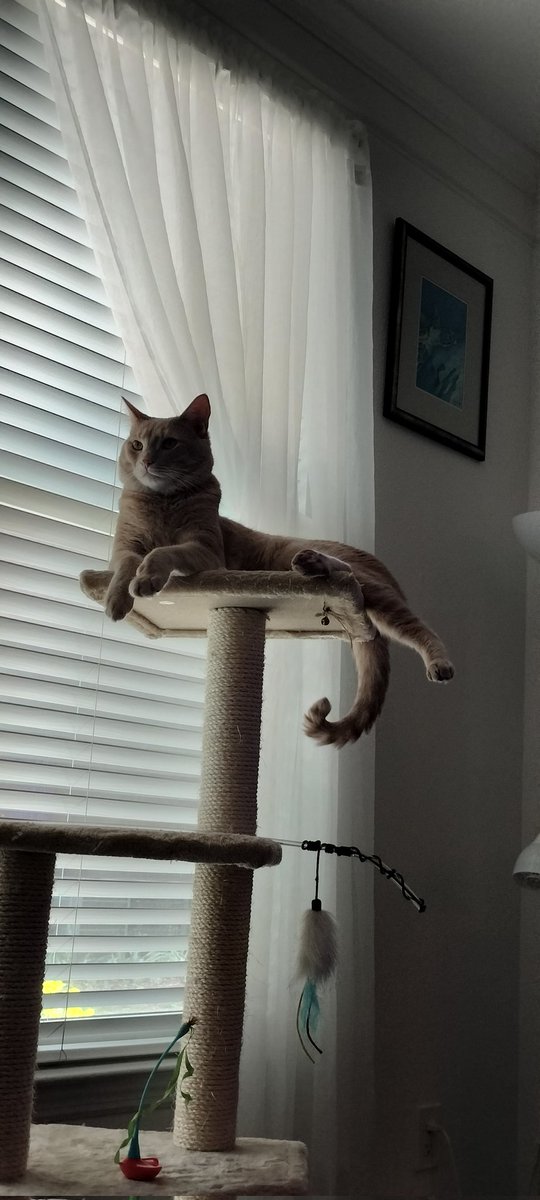 kirby_pov's tweet photo. Relaxing on a quiet #Caturday 😺#KirbysPOV #CatsOnTwitter #LosGatosDeTwitter #ACatsLife https://t.co/NaPXke7I68