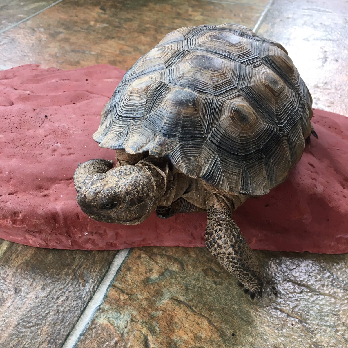 TacoTheTortoise tweet media