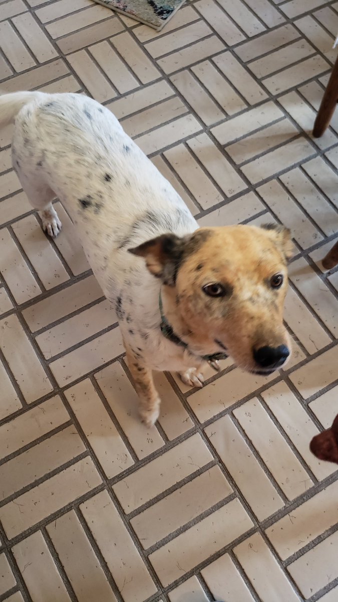 Therealtallula1's tweet photo. Introducing Penny "the killer" Lane. Nary a gopher or mole is safe in her territory! Don't know whats worse...moles or dogs digging for moles.
#dogsarefabulous
#killerdogs
#ruiningmylawn https://t.co/CtZRHLvdqa