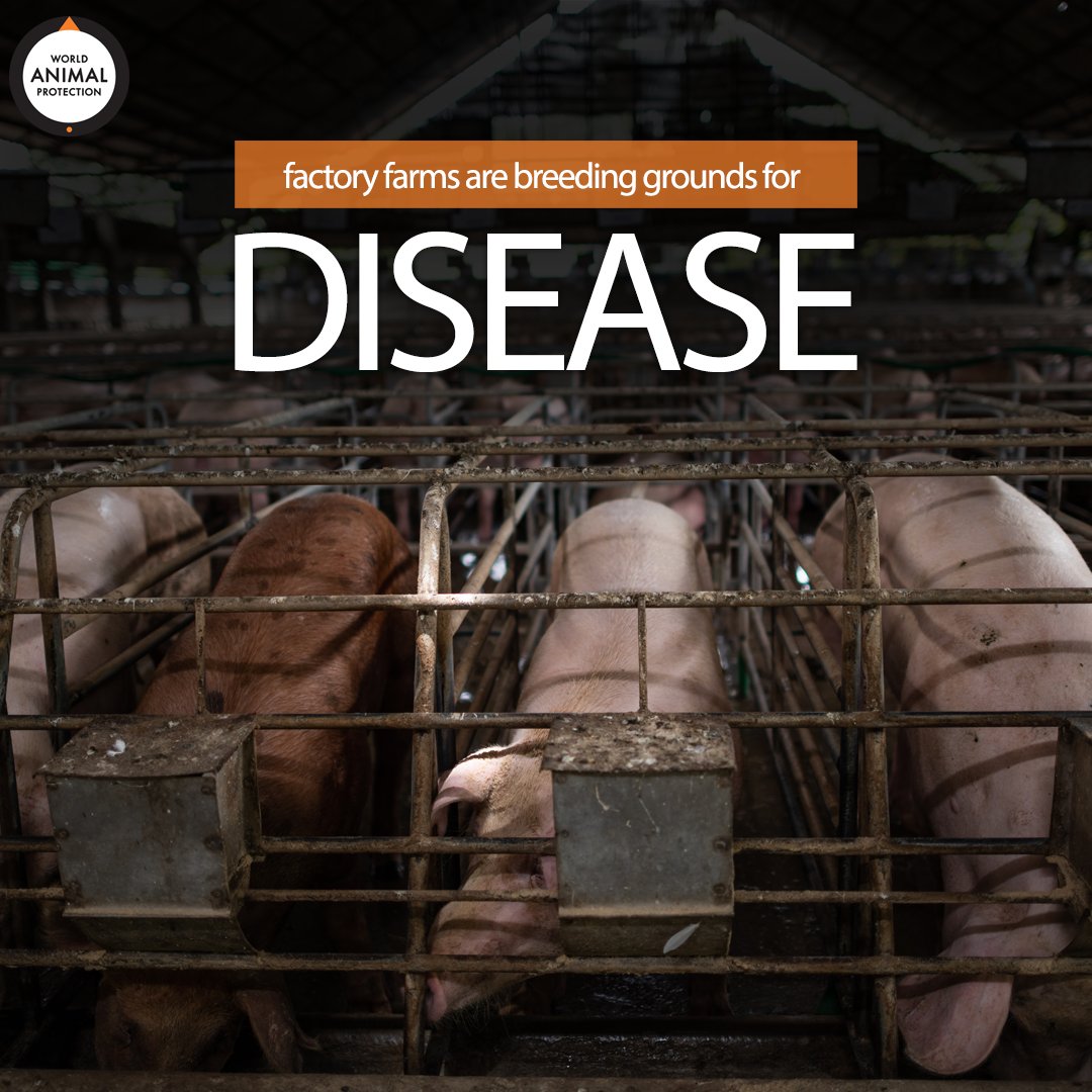 World Animal Protection US (@MoveTheWorldUS) / Twitter World Animal Protection US (@MoveTheWorldUS) / Twitter