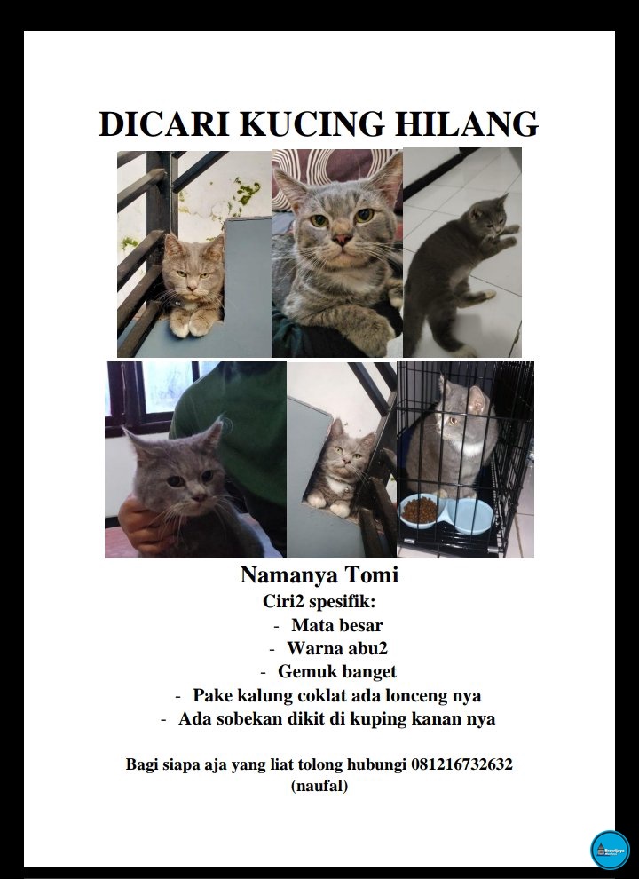 Braw! Permisi mau minta tolong,,, buat yang lihat kucing kyak gini di daerah griya shanta, deket nakoa. Namanya tomi dia tadi siang ilang sampek malem ini belum balik ke rumah 😭😭😭