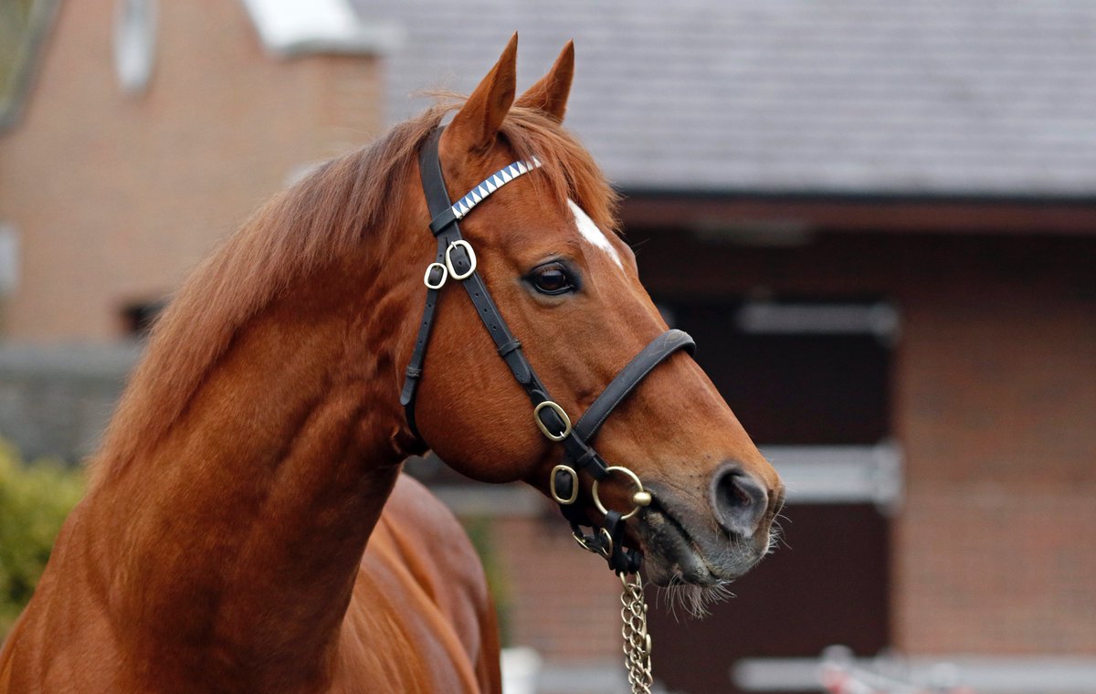 💥 NEW Group 2 winner for <a href="/DarleyEurope/">Darley in Europe</a>'s NIGHT OF THUNDER (pic credit <a href="/Steven_Cargill/">Steven Cargill</a>) 💥

🥇 Not seen since Sep 2022, the <a href="/grenane/">Grenane House Stud</a>-bred &amp; <a href="/Tattersalls1766/">Tattersalls</a> grad GLOBAL STORM led from stalls to post to land the Gr.2 Dubai City of Gold, giving Charlie Appleby a 1-2 (KEMARI 2nd).