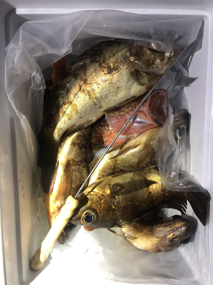 昨日は風なくて快適に釣りできた。
流れに乗せて出るアタリは最高😄