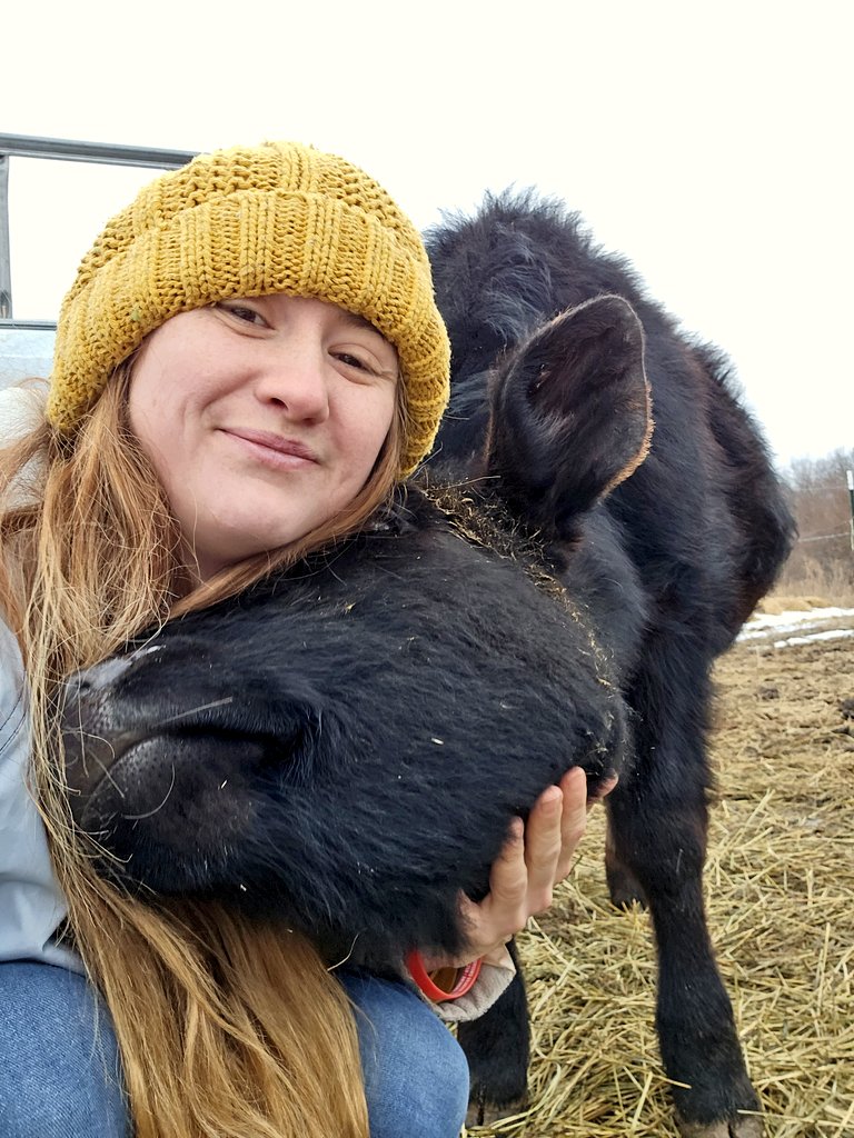 MiniTinyFarm's tweet photo. Sweet Ember loves giving hugs! 🐄 #cows #heifer #angusholsteincross https://t.co/TymKKgp2OU