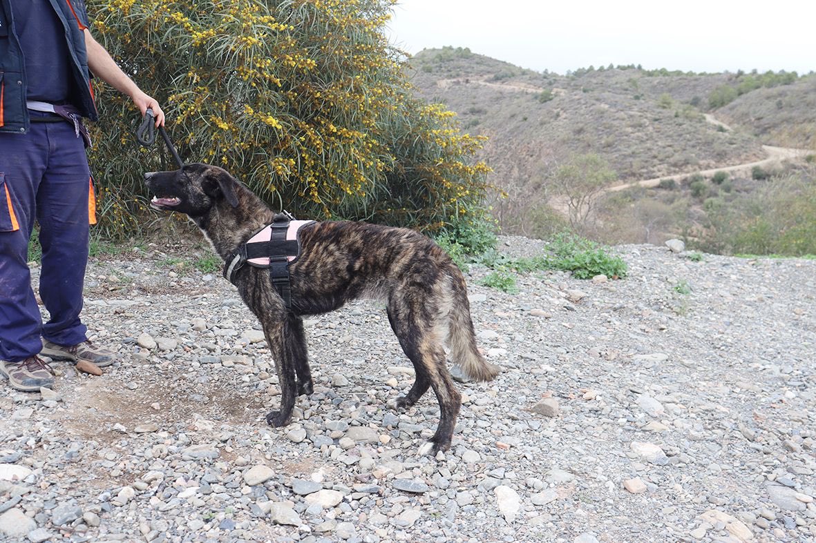 protemalaga's tweet photo. Damaris, 1 año, tamaño grande.
Es una perrita que ha sido maltratada en su corta vida, por ello al principio desconfía de nosotros. Cuando coge confianza es todo un amor. Pasea muy bien con correa.
Correo: moduloc@protectoramalaga.com https://t.co/aqTzUiNH6O