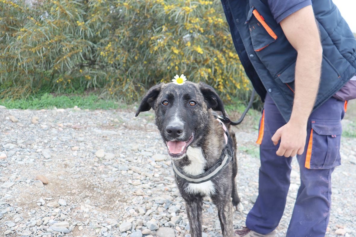 protemalaga's tweet photo. Damaris, 1 año, tamaño grande.
Es una perrita que ha sido maltratada en su corta vida, por ello al principio desconfía de nosotros. Cuando coge confianza es todo un amor. Pasea muy bien con correa.
Correo: moduloc@protectoramalaga.com https://t.co/aqTzUiNH6O