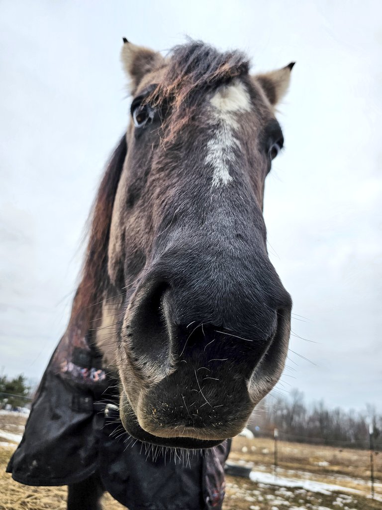 MiniTinyFarm's tweet photo. Hey you, can you spare some hay by chance? Shirley is bit over pictures and just wants to have her hay. 🐎😂 #equestrian #dun #quarterhorse https://t.co/Q5YSpfb0ra